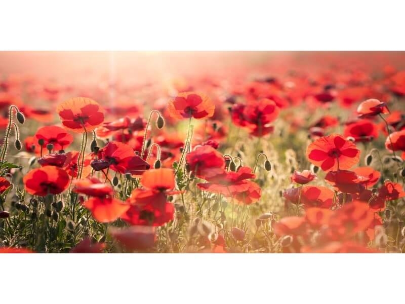 LÚCIA PEREIRA DA SILVA PIRES